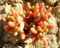 Blooming habit, Neuquén province, Argentina.