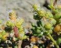 Male inflorescences.