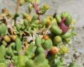 Male and female inflorescences.