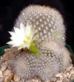 White flowering form.