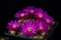 Sulcorebutia canigueralii KK 1051 (Collector Karel Kníže) Sucre, Bolivia, 2800m.