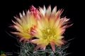 Pyrrhocactus andreaeanus JMT 260, Cuesta Miranda, La Rioja,