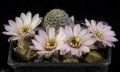 Rebutia canacruzensis R 642 (Collector Walter Rausch) Cana Cruz, Chuquisaca, Bolivia, 3700m.