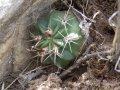 Young specimen in habitat at La Quiaca in the north of the province of Jujuy, Argentina. 3516 metres above sea level.