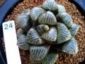 Mather plant