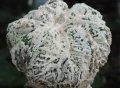 Astrophytum myriostigma Fukuriu (reticulatus ), special selection 'Flavio Agrosi' ( Italy )