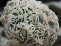 Astrophytum myriostigma Fukuriu (reticulatus ), special selection 'Flavio Agrosi' ( Italy )