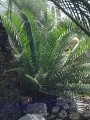 Green form.