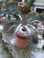 The plant survived without any leaf damage with some snow ( -2° C) at Cursi, Lecce, Puglia, Italy. 18 Jan. 2016.