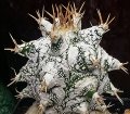 Astrophytum ornatum cv. Kikko (selected)