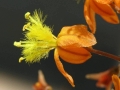 Bulbine frutescens orange flower
