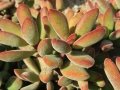 The leaves are covered with short white hairs giving them a velvety appearance and a felt-like texture.