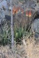 Aloe lutescens. Kruger National Park.