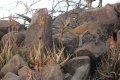 A Klipspringer [Oreotragus oreotragus] having a bite of Aloe cryptopoda for breakfast.