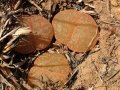 Lithops lesliei in habitat.