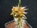 Male cyathia.