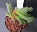 It is easily recognized by the short stem wrapped in a thick coat of reddish, tangled, wiry, hairlike aerial roots.