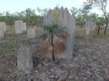 Magnetic Termite mounds with L. humilis on the Stuart Highway S. of Darwin, Northern Territory of Australia.
