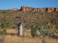 Boab/Baobab trees (Adansonia gregorii) in the Timber Creek Region of the North West of the Northern Territory of Australia.