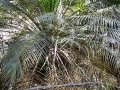 Photo by Cycad International. https://www.facebook.com/Cycads