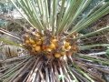 Cycas tansachana in Josef Cycad Perner Ex-situ Conservation collection. Photo by Cycad International.