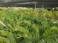 Zamia integrifolia (Palatka Giant). Photo by Cycad International. https://www.facebook.com/Cycads