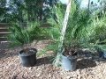 Zamia integrifolia (Sarasota) on the left and Z. integrifolia (Palatka Giant) on the right. Photo by Cycad International. https: