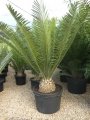 Potted specimen at Cycad International,  Katherine, Northern Territory, Australia.
