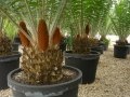 Coning habit at Cycad International,  Katherine, Northern Territory, Australia.