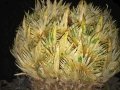 Female Cone.