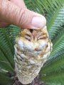 Male cone at Cycad International.