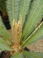 New fronds at Katherine (Australia).