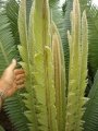 New fronds at Katherine (Australia).