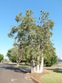Re-located Baobab/Boab trees in landscapes. Wyndham and Kununurra in the East Kimberley Region of Western Australia