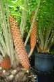 Male cone at  Cycad International, Katherine, Northern Territory, Australia.