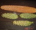 Encephalartos gratus male cone, and smaller Encephalartos whitelockii male cones.jpg