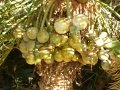 Cycad Cones in Joe's Cycad Gardens. Cycas lane-poolei seeds.