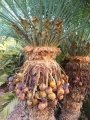 Cycad Cones in Joe's Cycad Gardens.Cycas lane-poolii. See unviable seed at the top and viable seeds below.