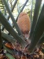 Male cone (developing) in Joe's Cycad Gardens.