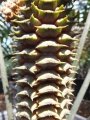 Cycad Cones in Joe's Cycad Gardens. Receptive female cone.