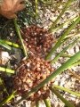 Cycad Cones in Joe's Cycad Gardens. Cycas simplicipinna female with matuere seeds.