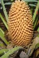 Cycas sp. Kimbolton (sp. nov. perrieri). Male cone.