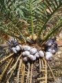 Cycas sp. Kimbolton (sp. nov. perrieri). Mature seeds.