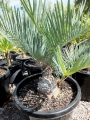 35 year old Cycas furfuracea. This is in a 30 cm pot. At Cycad International.