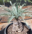 Old specimen at Cycad International. The new emerging leaves are silvery-grey.