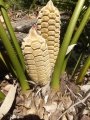 Female cones.