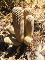 Male cones.