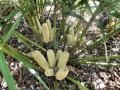 Male cones.