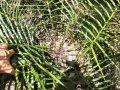 Coning habit (female specimen)