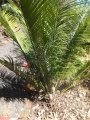 Coning habit (female specimen)